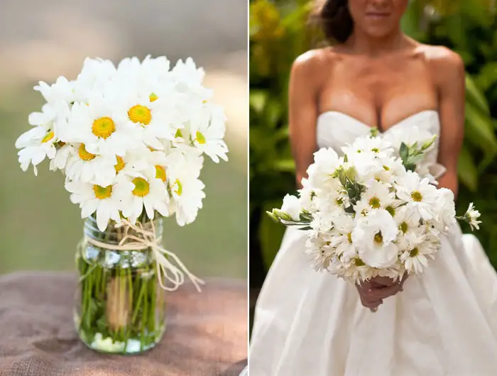 daisies.webp