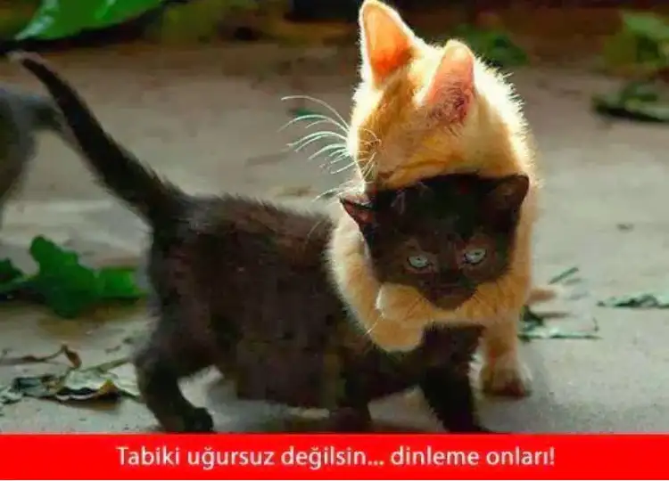 DC543383-9A41-4A15-A1A3-0B78EAFEA63B.webp