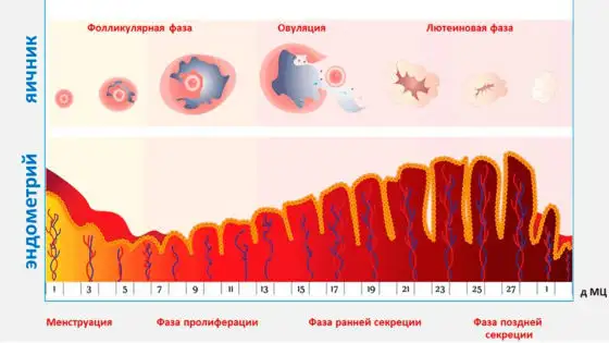 default_izmeneniya_endometriya.webp