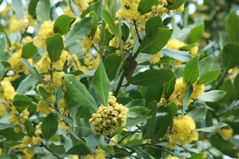 defne-laurus-nobilis-138693.webp