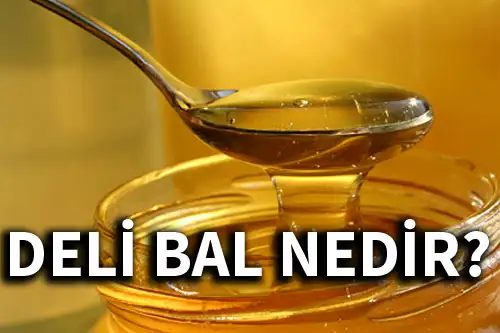 delibal.webp