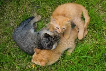 depositphotos_1354597-stock-photo-three-cats-friends.webp