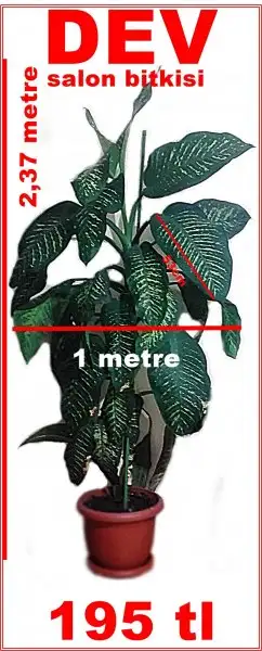 dev.webp