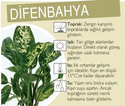 difenbahya-1-1.webp