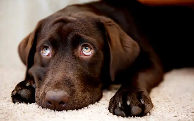 dog_2170178b.webp