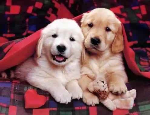 dogs-1.webp