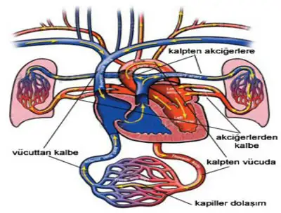 dolasim-sistemi.webp