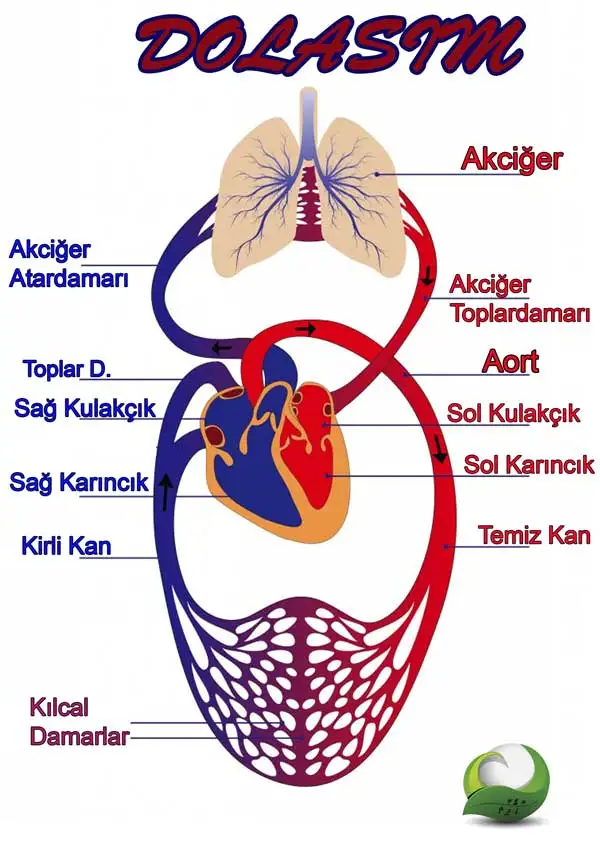 dolasim-sistemi_36659_32203.webp