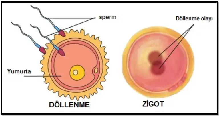 dollenme-zigot.webp