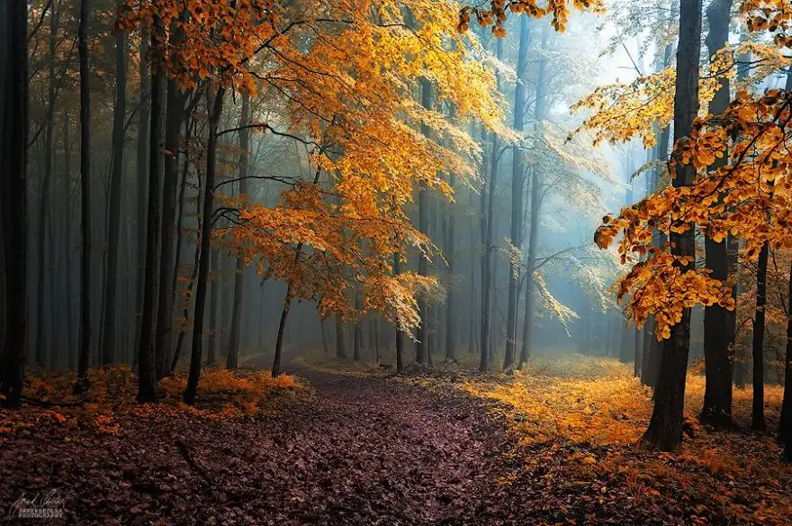 dreamlike-autumn-forests-janek-sedlar-11__880.webp