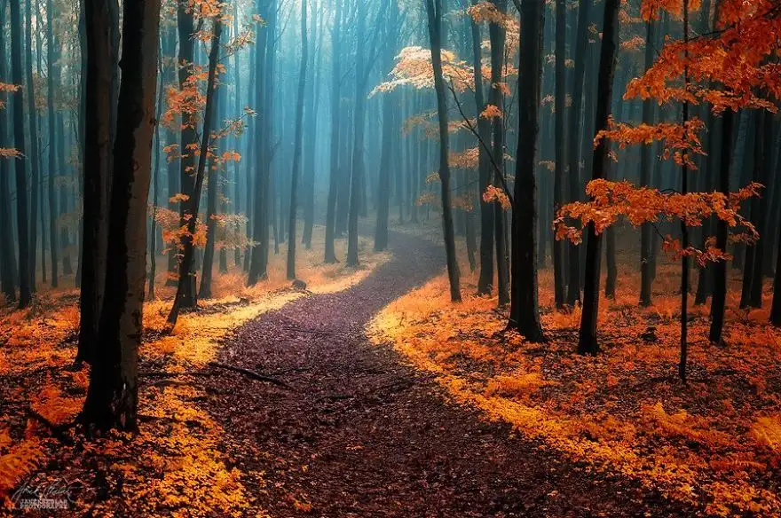 dreamlike-autumn-forests-janek-sedlar-12__880.webp
