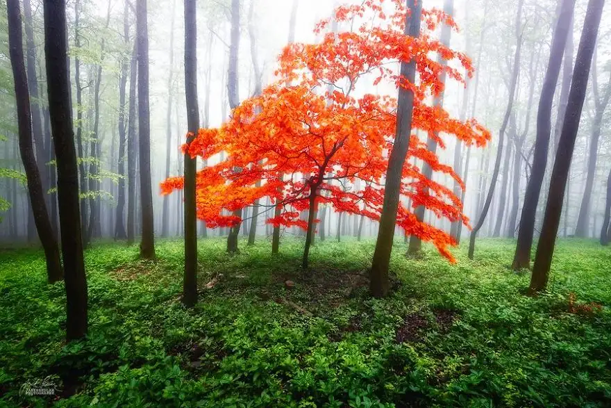 dreamlike-autumn-forests-janek-sedlar-14__880.webp