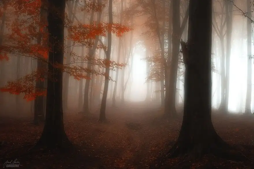 dreamlike-autumn-forests-janek-sedlar-15__880.webp