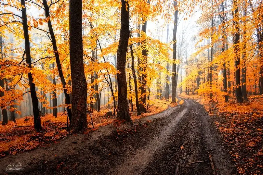 dreamlike-autumn-forests-janek-sedlar-16__880.webp