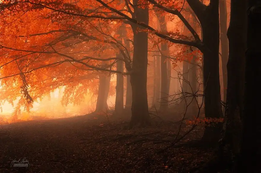 dreamlike-autumn-forests-janek-sedlar-17__880.webp