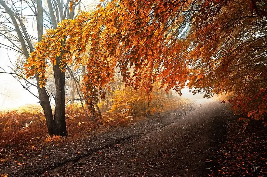 dreamlike-autumn-forests-janek-sedlar-1__880.webp