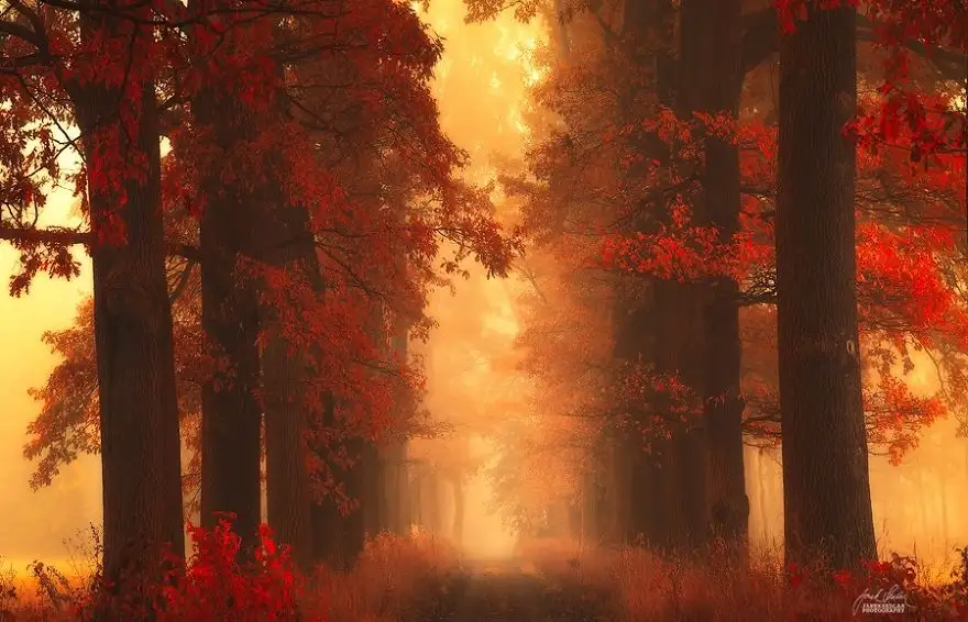 dreamlike-autumn-forests-janek-sedlar-22__880.webp