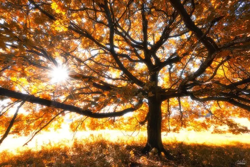 dreamlike-autumn-forests-janek-sedlar-24__880.webp