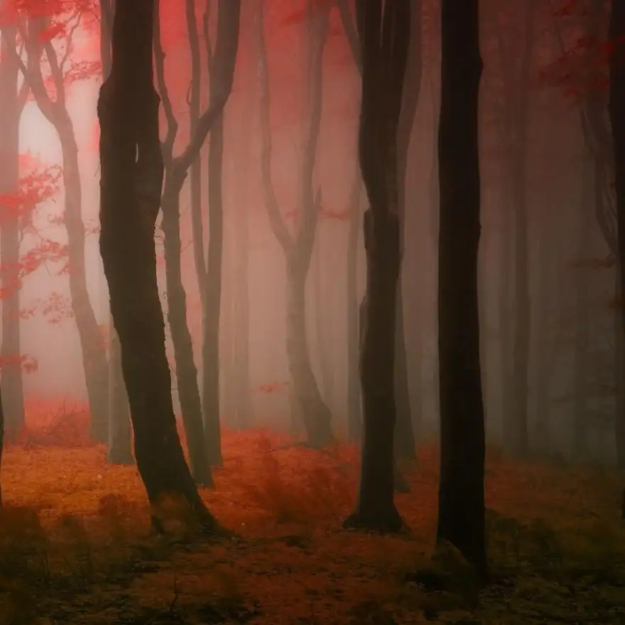 dreamlike-autumn-forests-janek-sedlar-2__880.webp