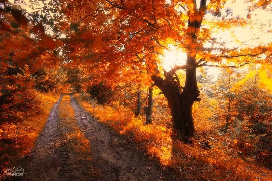 dreamlike-autumn-forests-janek-sedlar-32__880.webp