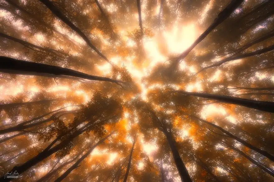 dreamlike-autumn-forests-janek-sedlar-33__880.webp