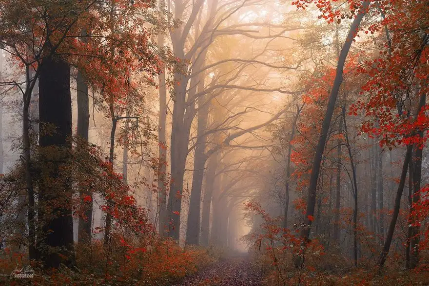 dreamlike-autumn-forests-janek-sedlar-38__880.webp