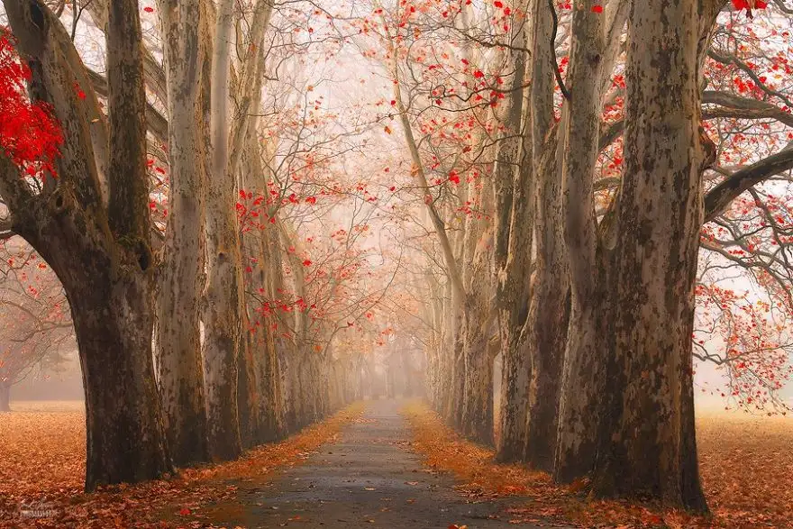 dreamlike-autumn-forests-janek-sedlar-39__880.webp