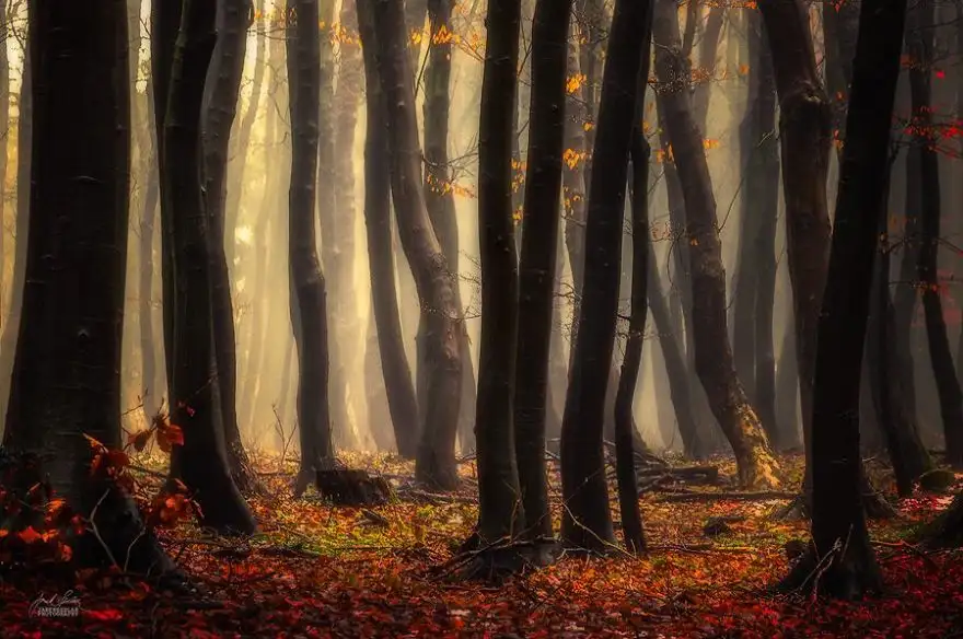 dreamlike-autumn-forests-janek-sedlar-41__880.webp