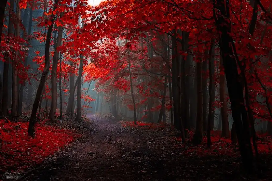 dreamlike-autumn-forests-janek-sedlar-5__880.webp