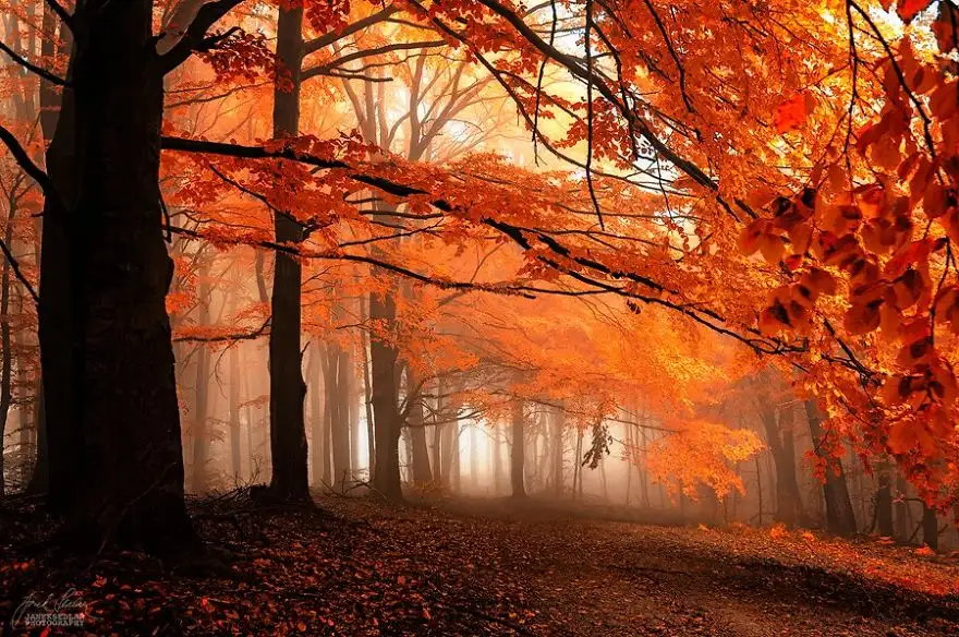 dreamlike-autumn-forests-janek-sedlar-7__880.webp