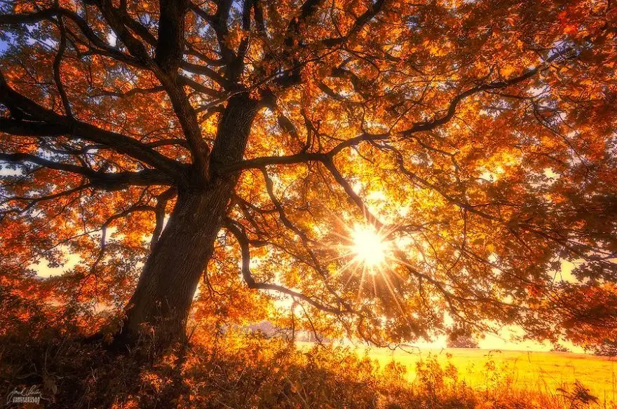 dreamlike-autumn-forests-janek-sedlar-8__880.webp