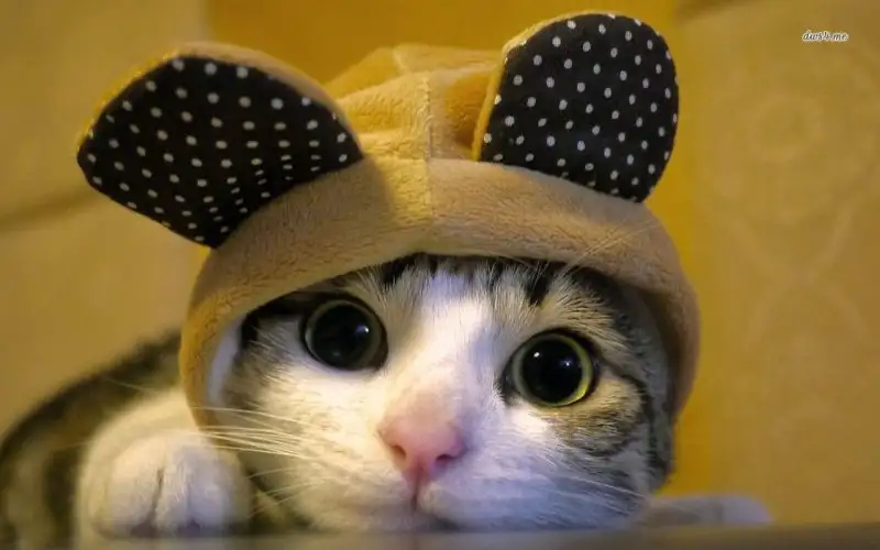 dressed-up-kitten-animal-wallpaper-1280x800-px-free-download.webp