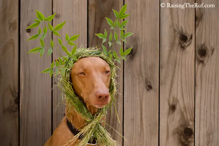 DSC_7033-leafyreindeer.webp