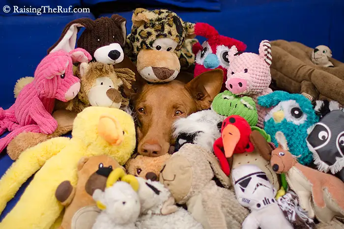 DSC_7289-stuffedanimals.webp