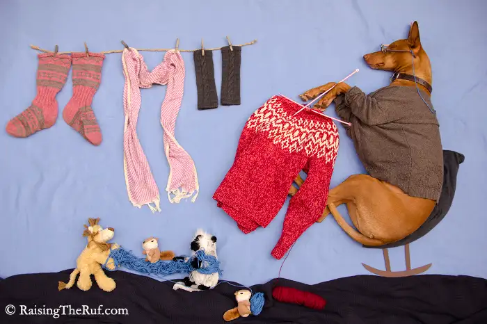 DSC_7935-knittingRufus.webp
