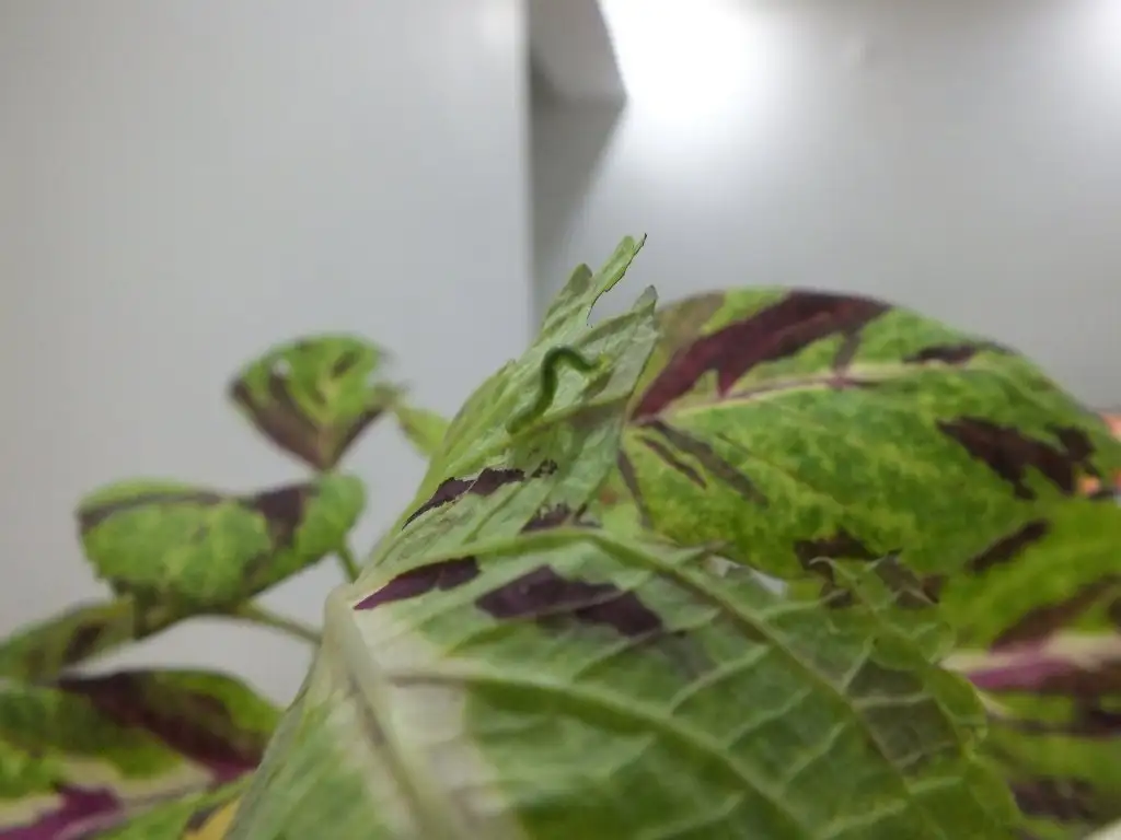 DSCF0313.webp
