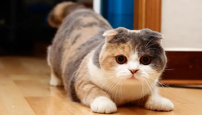 dunyanin-en-pahali-kedi-cinsleri-scottish-fold.webp