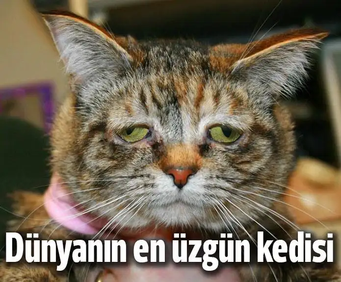 Dünyanın en üzgün kedisi.webp