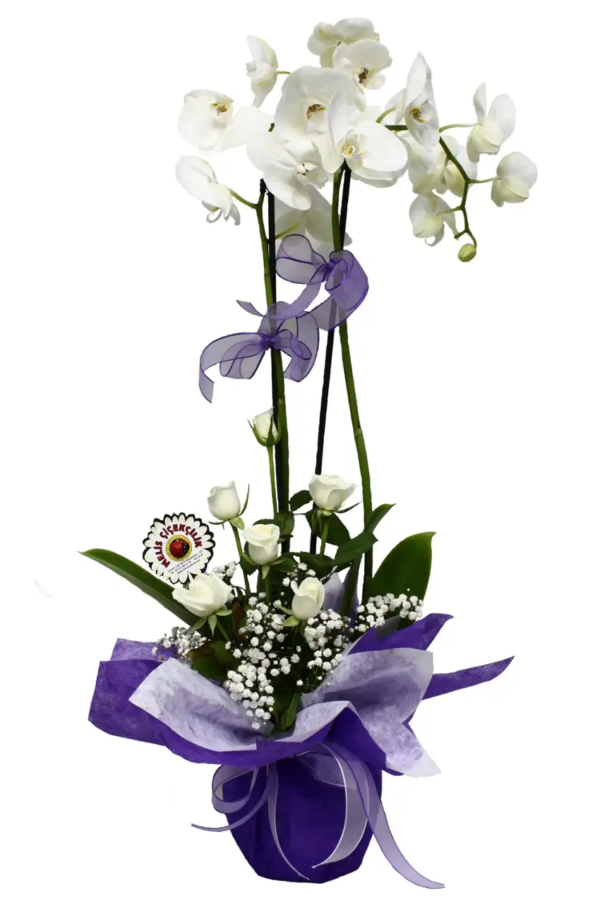 e3cc44ef-3119-46f6-9bed-60980e2ce513.webp