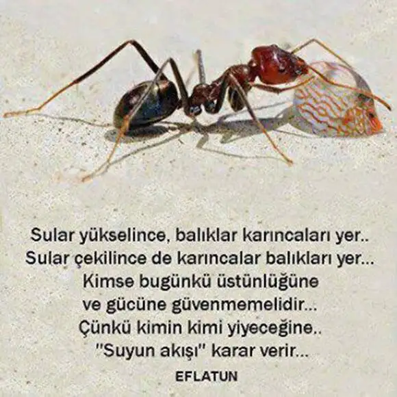 ef.webp