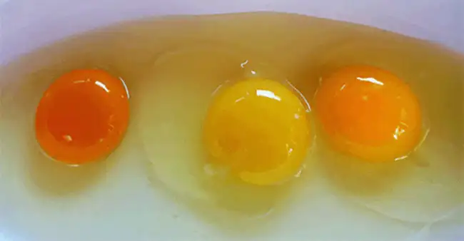egg yolk shades cover.webp