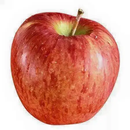 elma.webp
