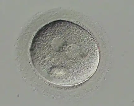 $embriyo-atlasi01.webp