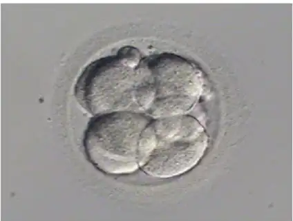 $embriyo-atlasi10 (1).webp