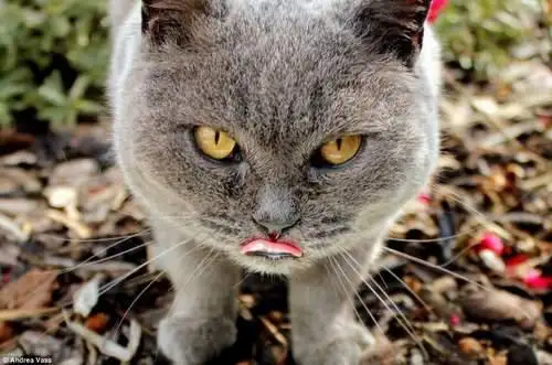 En-guzel-kedi-fotograflari.webp