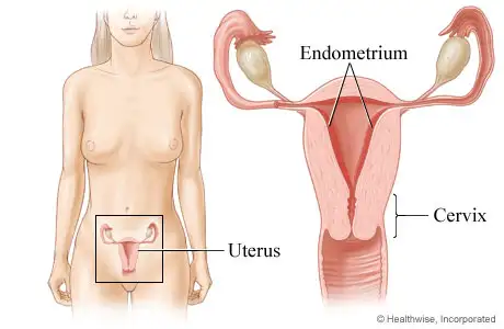 endometrium.webp