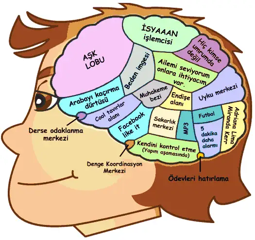 Erkek Ergenin Anatomisi.webp