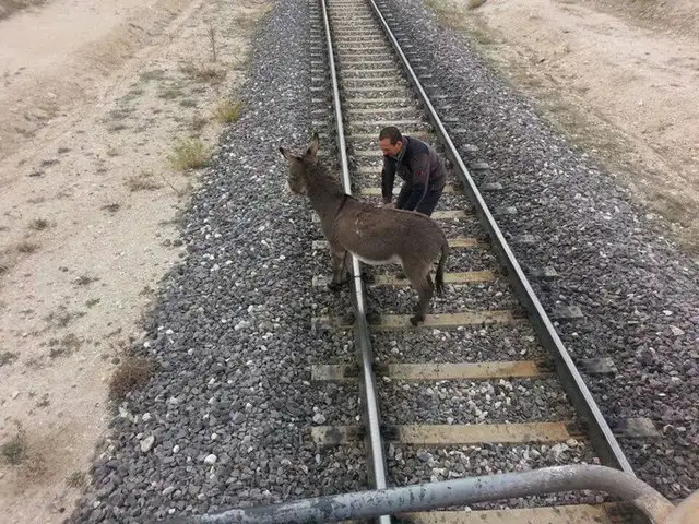 esek_Tren.webp