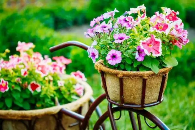 eski-bisikletten-saksi-2.webp