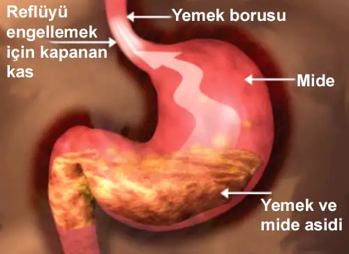 esophagus.webp